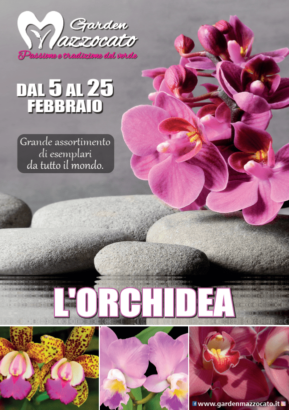 orchidea